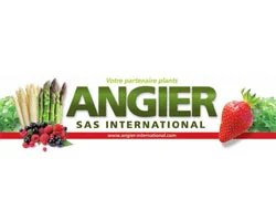 Angier